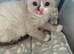 Adorable kittens looking for loving forever homes ️
