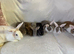 Baby Rex&rsquo;s