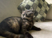 Black tortie tica reg ready now