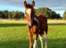 Smart Sports Horse Colt to make 16hh+