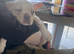 Girl puppy