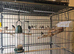Zebra Finches and Budgies