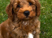 Pure Australian labradoodle male fox red