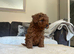 *3 DEEP RED CAVAPOO PUPPIES LEFT*