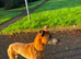Saluki bull grey whippet