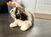 Shihtzu Boy