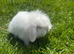 lion lop bunnies
