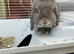 Mini Lop bunny