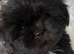 Shih Tzu puppies