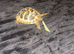 Beautiful girl tortoise