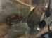 2 musk turtles male and female with tank and accessories filter heat light etc
