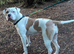 Outstanding Merle American Bulldogs