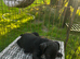 Patterdale x Lakeland puppy&rsquo;s