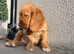 Cocker spaniels