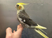 hand reared baby cockatiel available hand raised from 2 weeks of age &pound;300