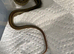 Amazing cb26 lake chapala garter snakes