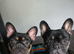 French bulldog s black tan.