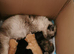 Pedigree Persian exotic x domestic short haired kittens