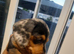 Dutch hound puppies