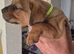 Mastweiler puppys