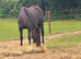 18year old broodmare