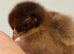 Milliefluer pekin day old chicks excellent parents bantams