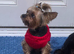 Stud Yorkshire Terrier