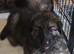 German Shepherd Puppies for sale.