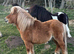 Chestnut dun gelding