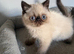 Seal Point Female Available