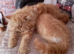 Gorgeous ginger female Persian kitten