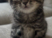 Kittens for Sale
