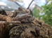 Blue Eyed Snowflake Whites at Birmingham Reptiles