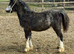 Welsh a yearling