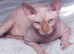 GORGEOUS SPHYNX KITTENS 3 BOYS