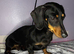 Stunning mini dachshund available