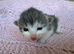 Kittens! ReadyToGO!