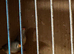 Two female finches with a breeding cage