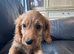 Ready to leave Green collar cockapoo