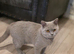 BSH boy 6 months old