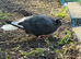 Pair of Iranian Pigeons for Sale ️