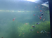Guppy for sale