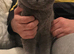 *** British Shorthair Kittens***