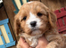 F1 Cavapoo Boy Available