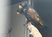 Proven bronze wing hen