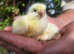 Hubbard Chicks - table birds hatching date 22.09.2026