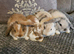 Mini lop bunnies available now