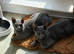 Pair of Beautiful Russian Blue Kittens, 5 months - £875 each