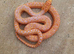 Gopher snake, Albino High Red San Diego Gopher Snake – CB 2025
