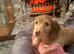 KC Reg Miniature Longhaired Dachshunds, Exceptional Champion Bloodlines &laquo;